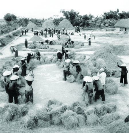 “Đóng nhanh lúa tốt” – khúc ca rộn ràng của mùa vàng kháng chiến